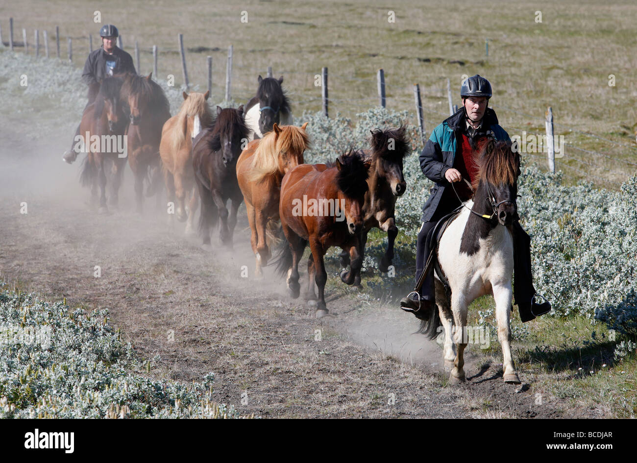 Due allevatori spostare i cavalli islandesi vicino Ásbyrgi, Islanda Foto Stock