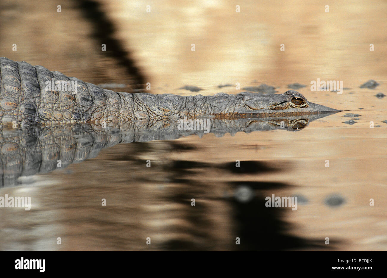 Una minacciosa Johnstone¬í coccodrillo di acqua dolce in agguato in un billabong. Foto Stock