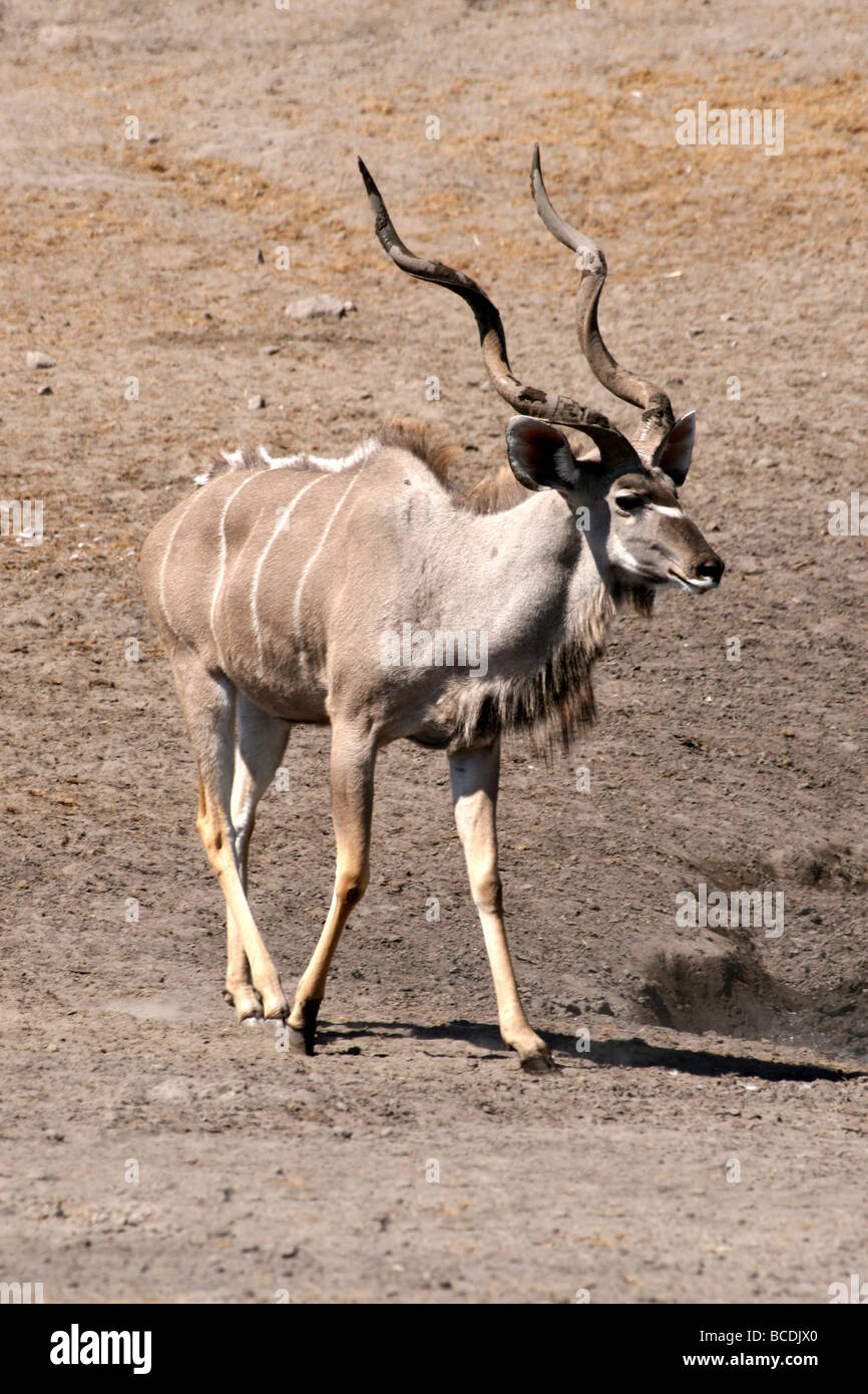 Bull Kudu maggiore Tragelaphus strepsiceros nel Parco Nazionale Etosha, Namibia Foto Stock