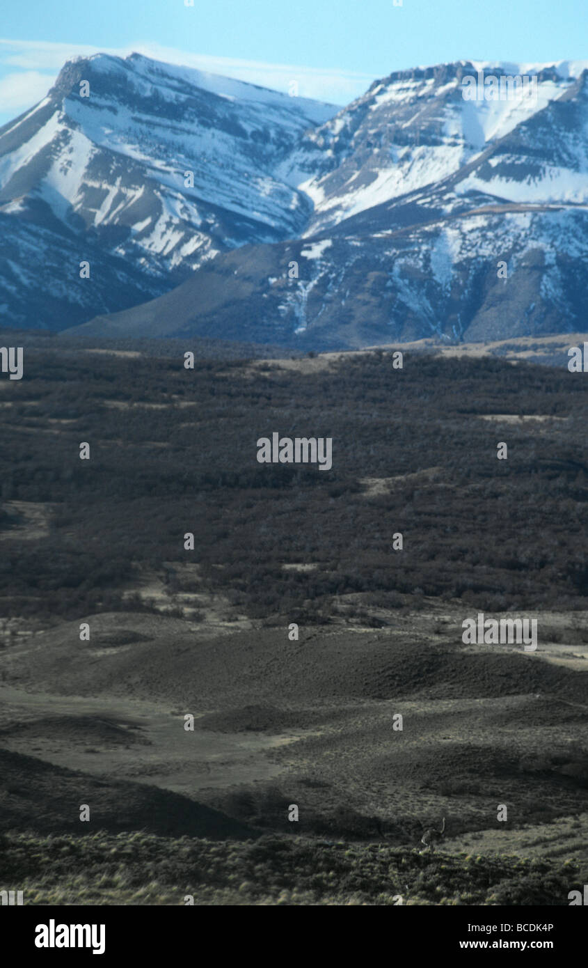 Un Rhea feed su una vasta pianura alpina, sopraffatte dalla catena montuosa delle Ande. Foto Stock