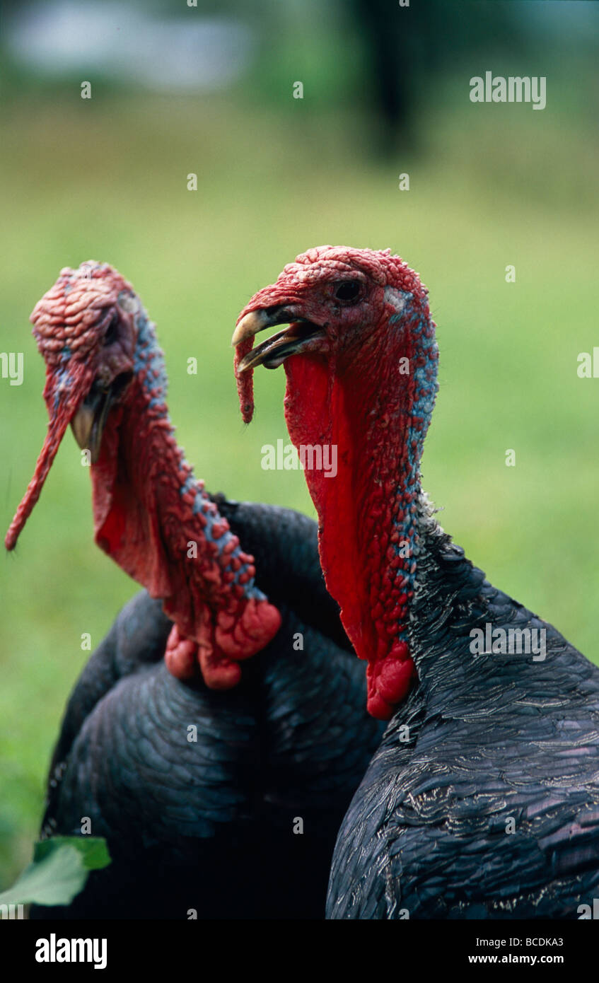 Due di corteggiamento di piuma nera tacchini con buccia rosso intenso falde. Foto Stock