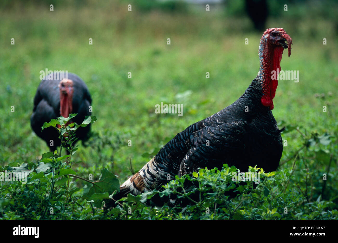 Due di corteggiamento di piuma nera tacchini con buccia rosso intenso falde. Foto Stock