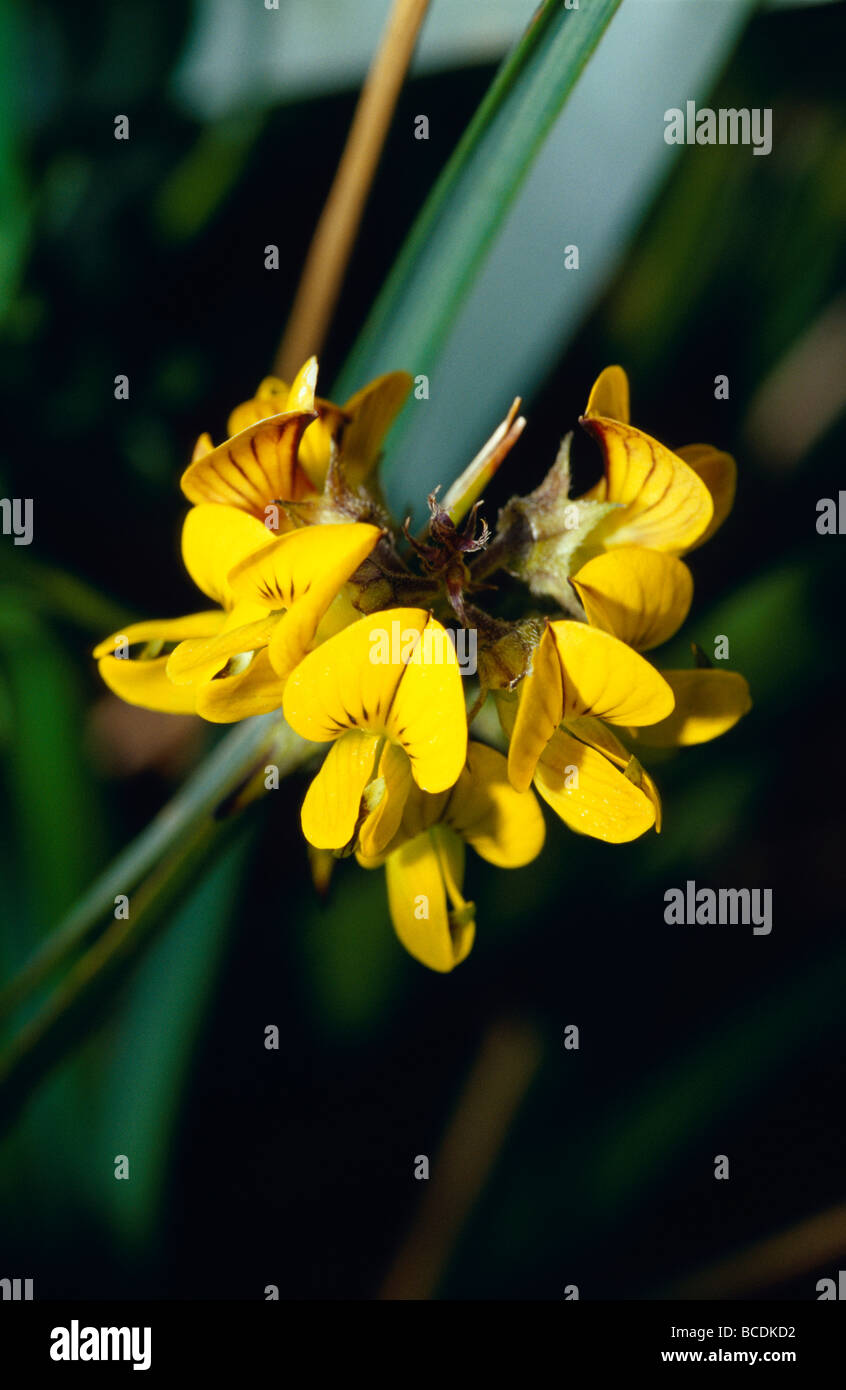 Un cluster di piccole alpine fiori di pisello in Subalpine Zona di brughiera. Foto Stock