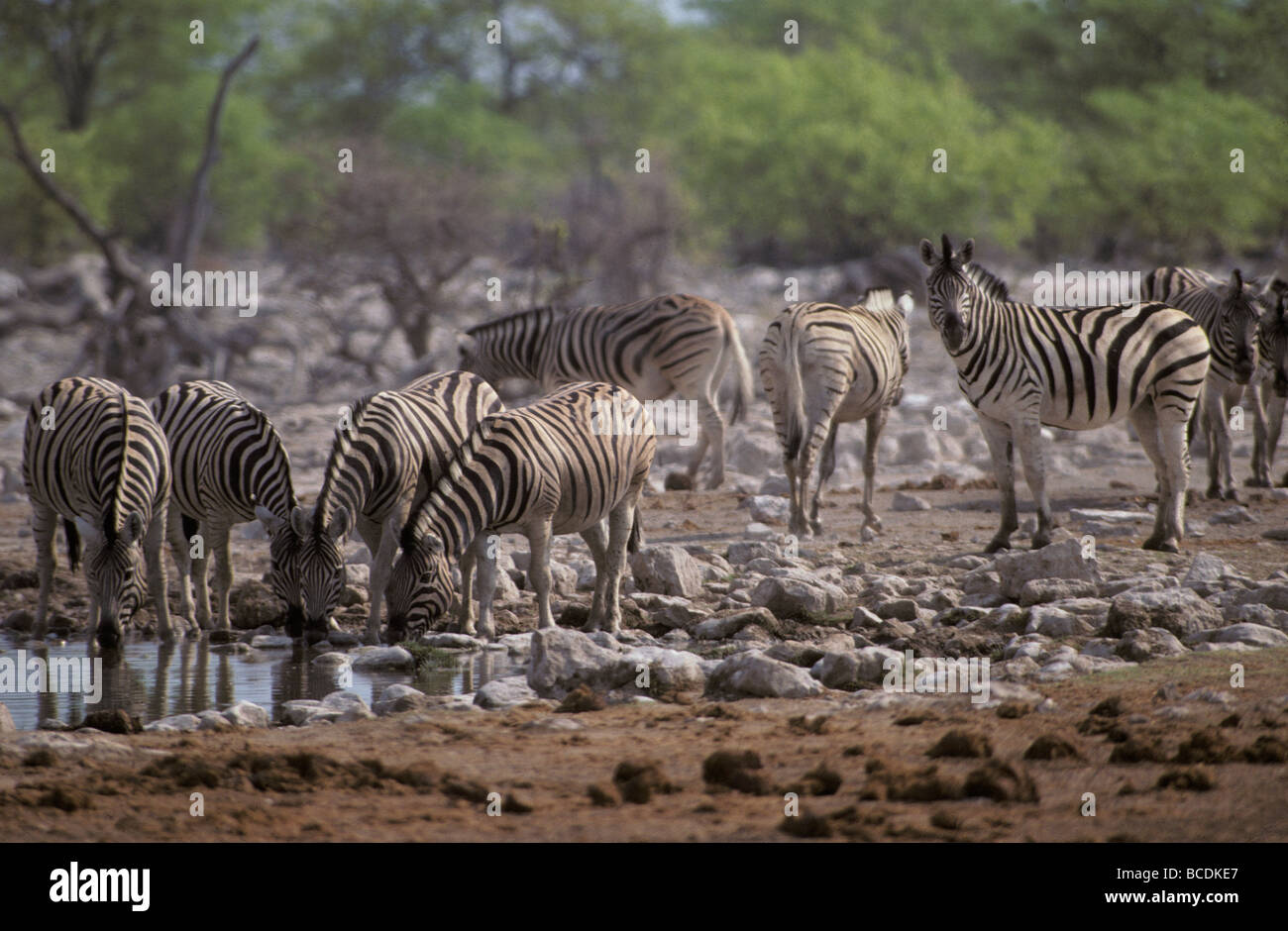 Una mandria di Zebra disperata per bere acqua in corrispondenza di una diminuzione waterhole. Foto Stock
