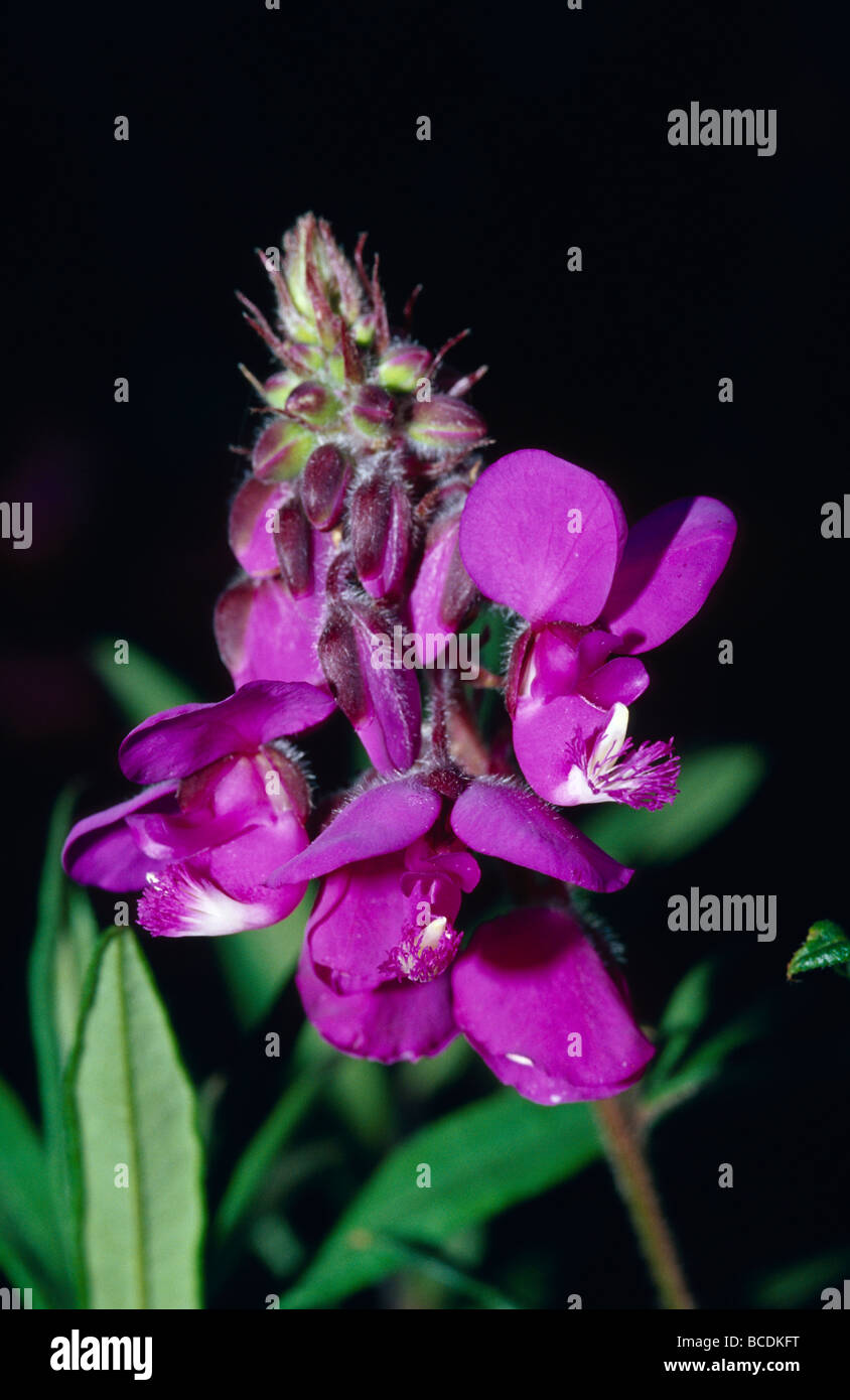 Deep Purple fiori e boccioli di fiore in una foresta Montane zona della cintura. Foto Stock