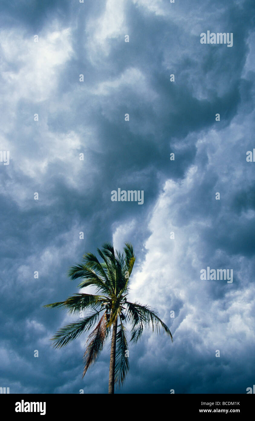 Un vento bruciato Palm Tree al di sotto di un infausto tempesta tropicale. Foto Stock