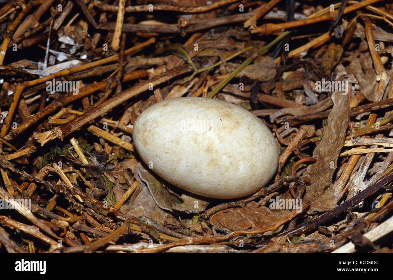 Le uova di un Red-Footed Booby in un nido di bastoni, corteccia e foglie. Foto Stock