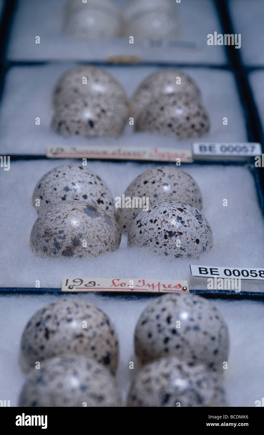 Una raccolta museale di pericolo pulsante Buff-Breasted uova di quaglia. Foto Stock