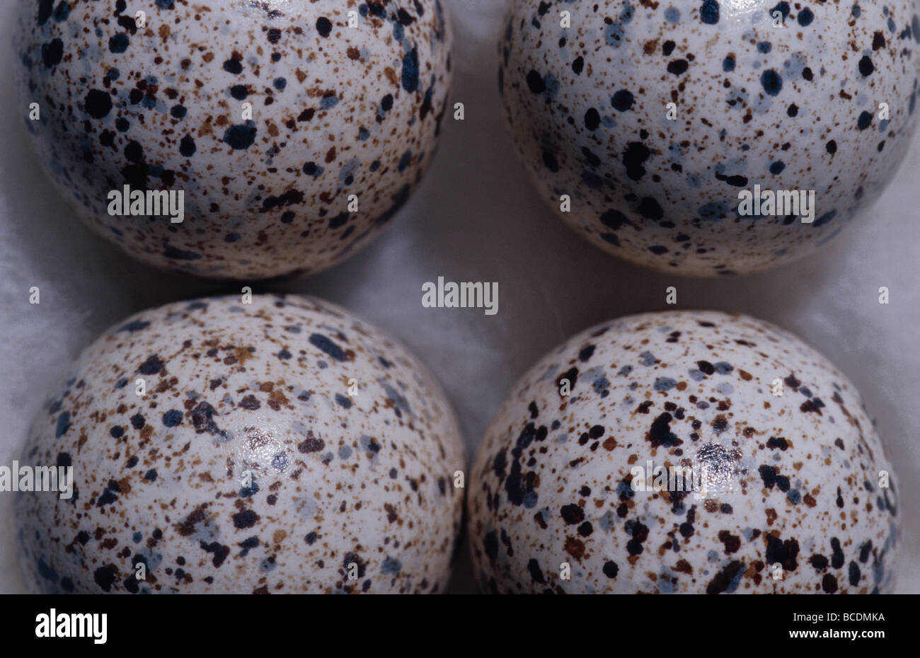 Una raccolta museale di pericolo pulsante Buff-Breasted uova di quaglia. Foto Stock