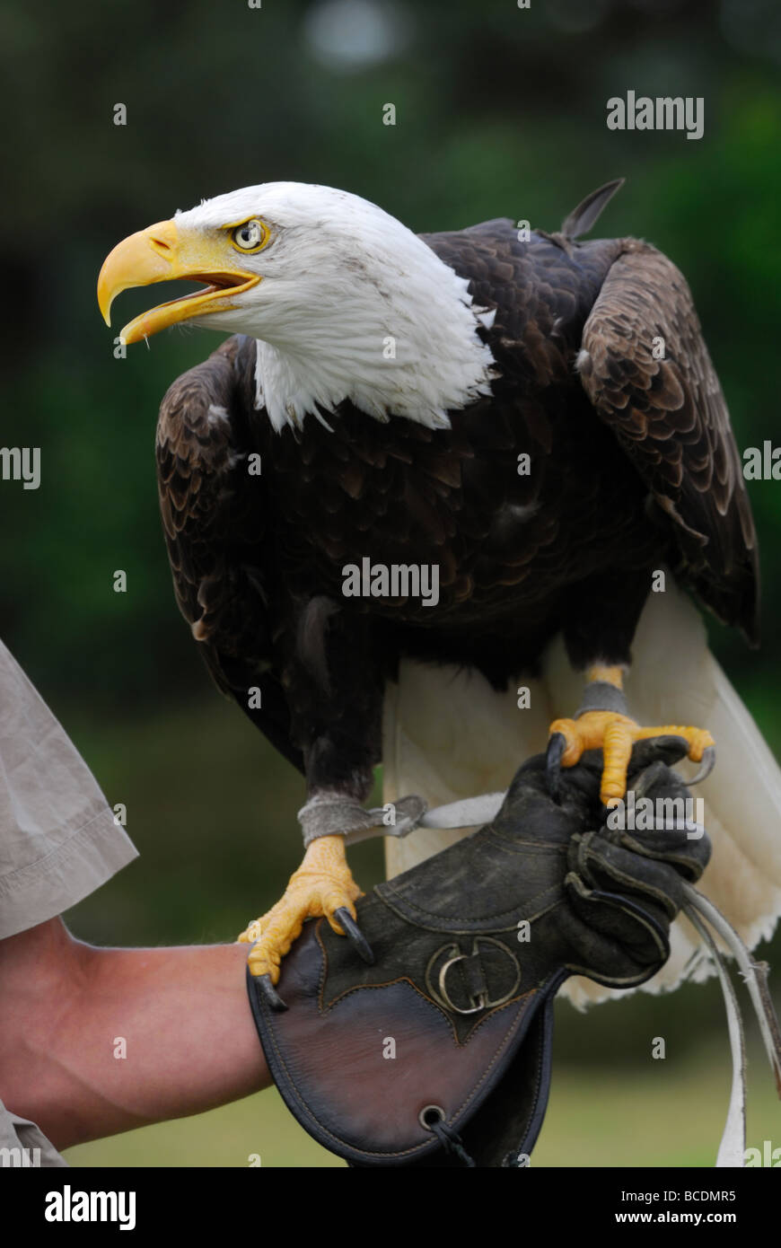 American aquila calva sul guanto di falconer Foto Stock