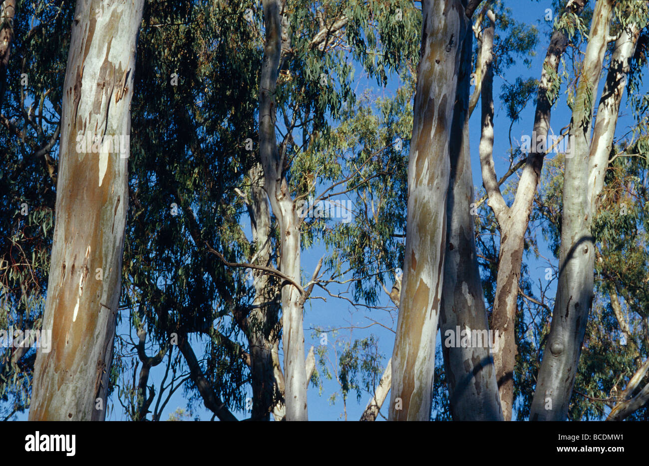 I tronchi e la tettoia del Fiume Red Gums fodera un flusso di foresta. Foto Stock