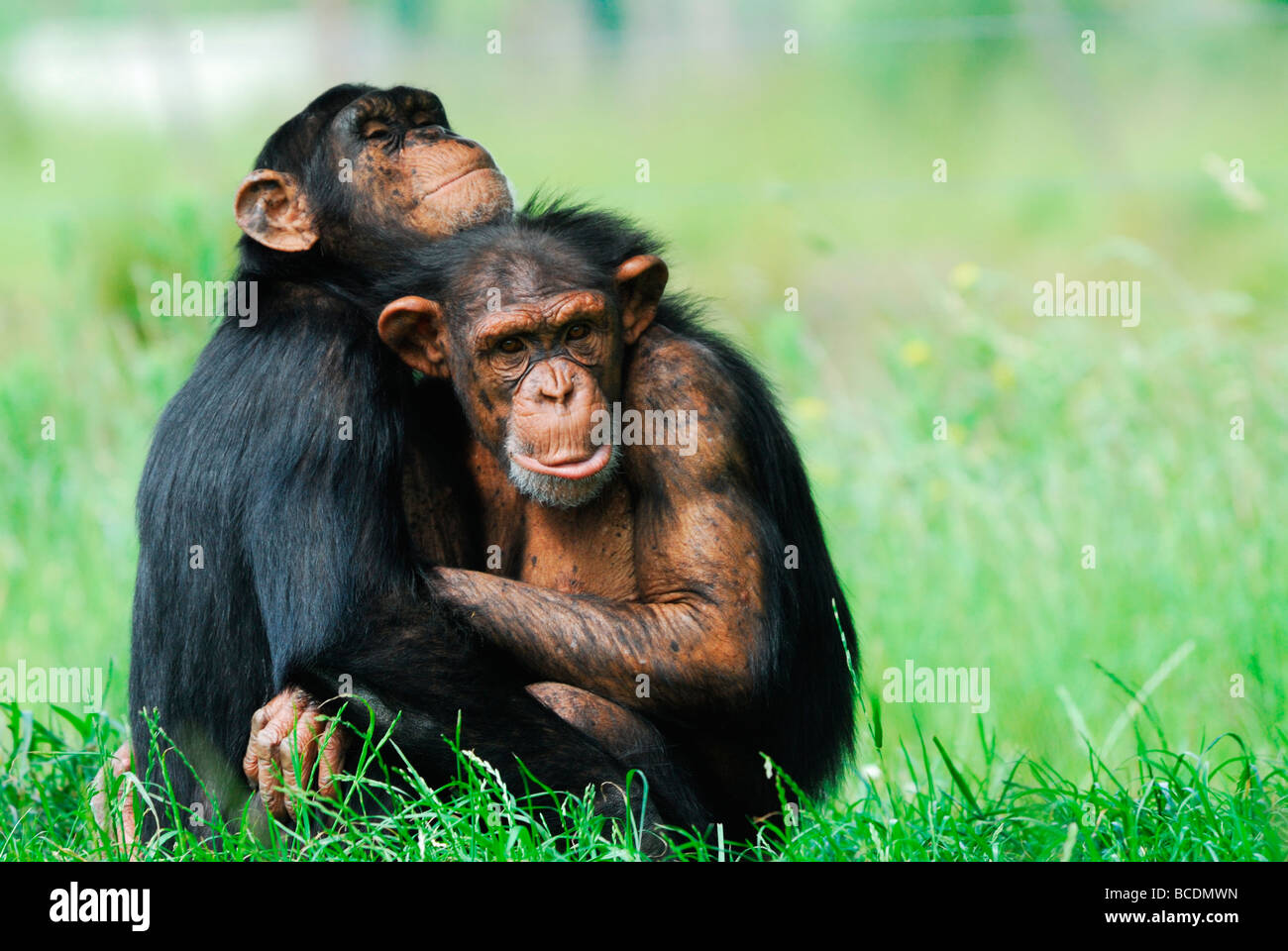 In prossimità dei due simpatici scimpanzé Pan troglodytes Foto Stock