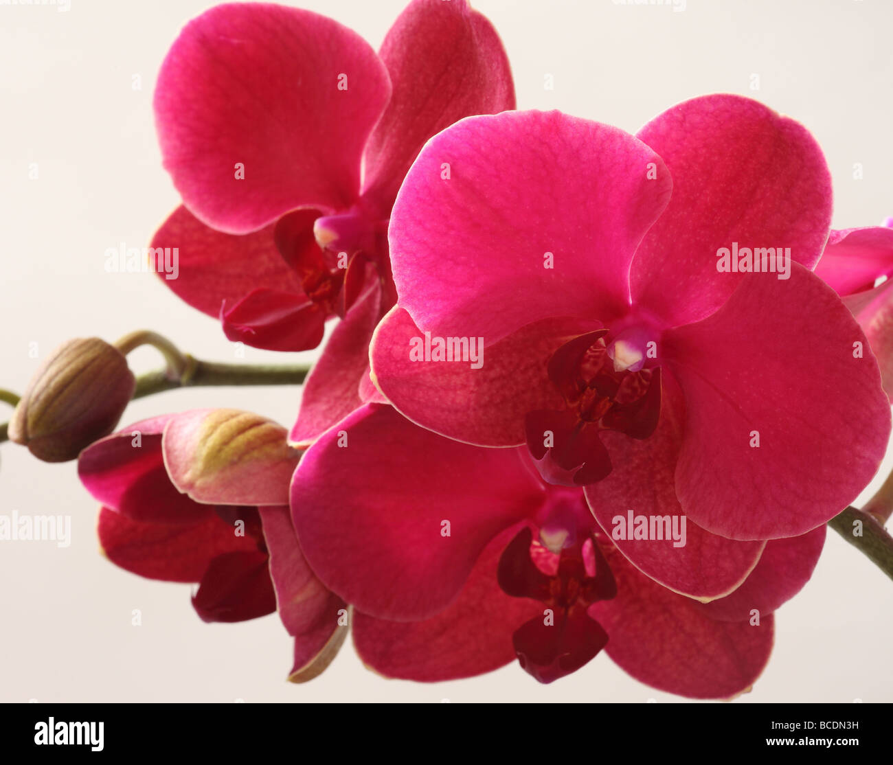 Viola fiori di orchidea orchidee close up Phalaenopsis Foto Stock