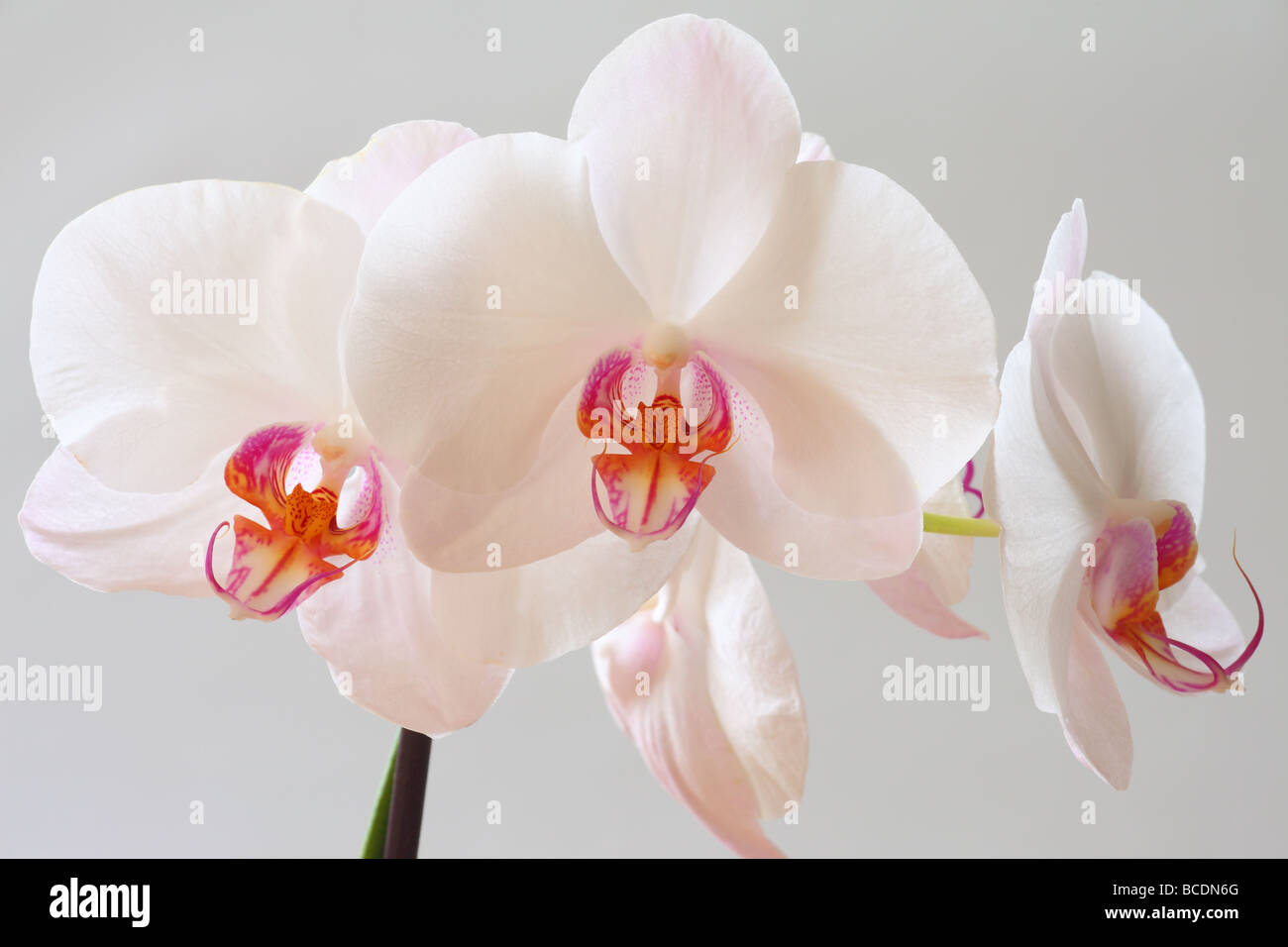 Fiori di orchidea bianchi orchidee close up Phalaenopsis Foto Stock