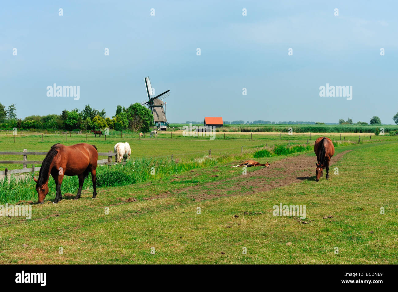 Tipico paesaggio olandese con il mulino a vento e cavalli su terreni agricoli Foto Stock