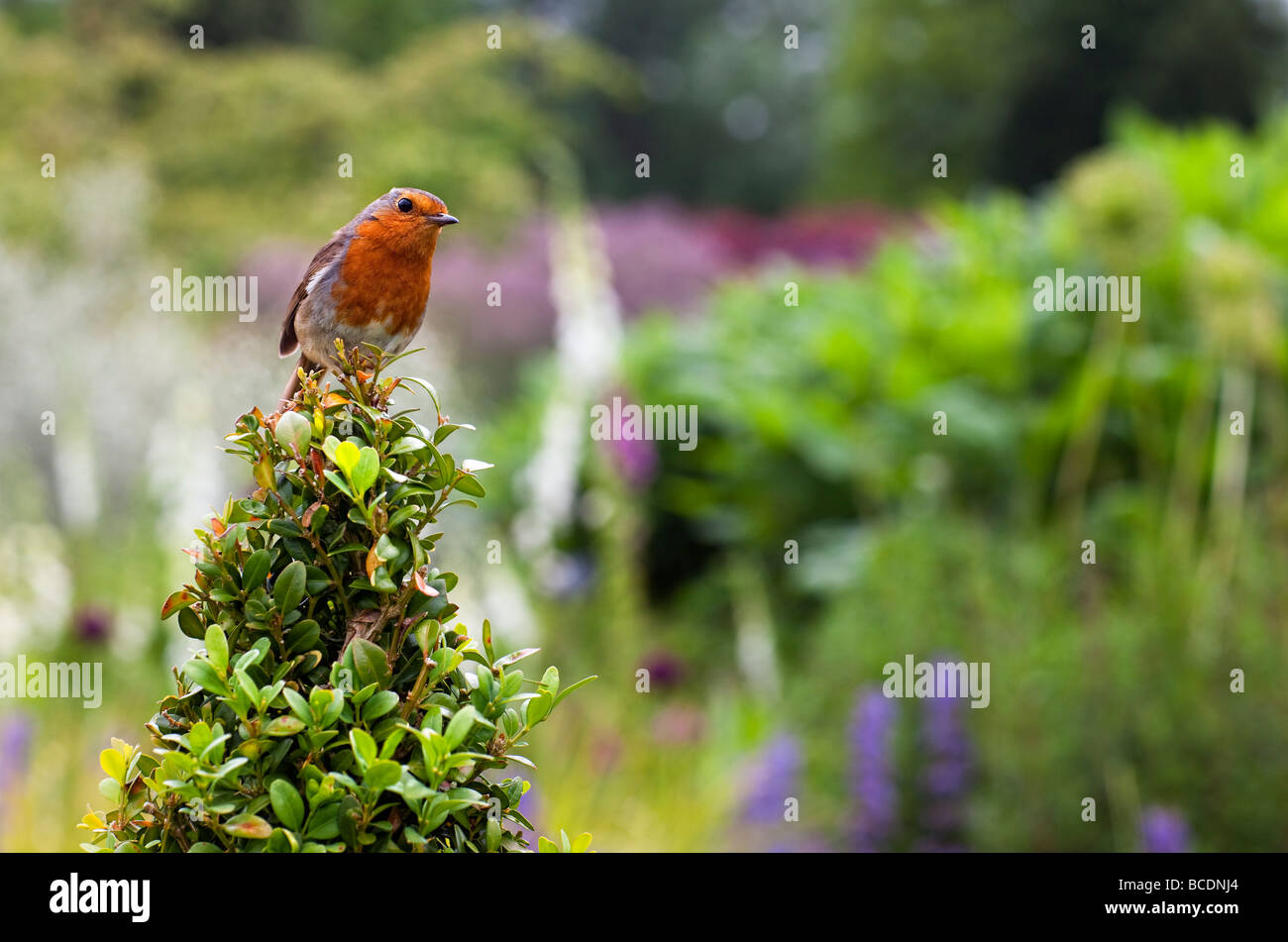 Robin, in un giardino estivo REGNO UNITO Foto Stock