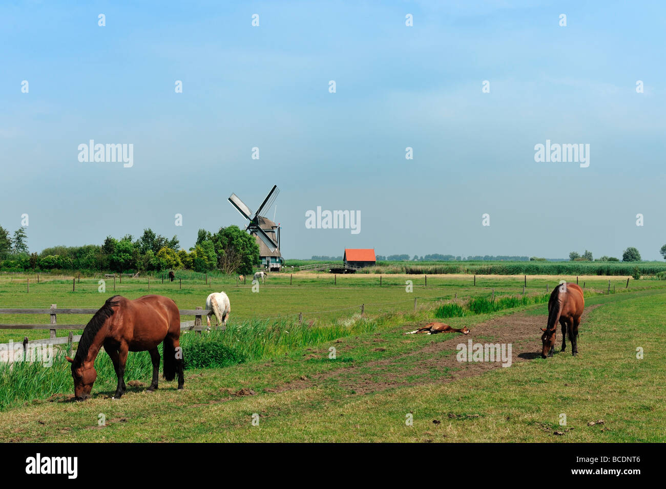 Tipico paesaggio olandese con il mulino a vento e cavalli su terreni agricoli Foto Stock