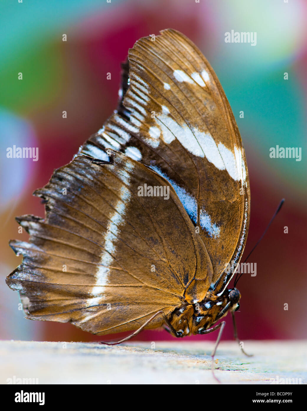 Sailor butterfly (lat. neptis hylas) macro con colorate al di fuori della messa a fuoco lo sfondo Foto Stock