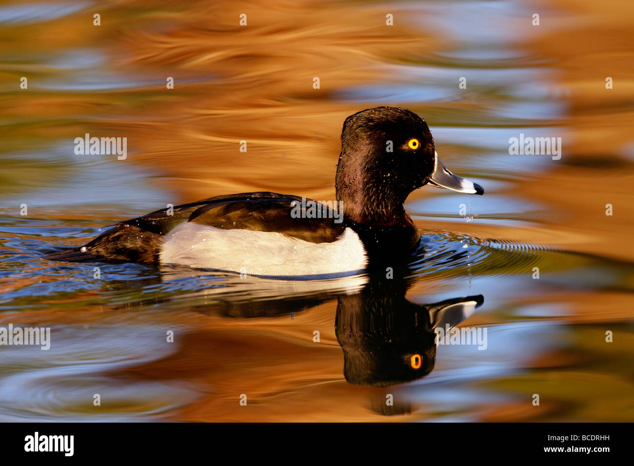 Anello di anatra collo ( Aythya collaris ) maschio drake acqua colorata riflessione Foto Stock