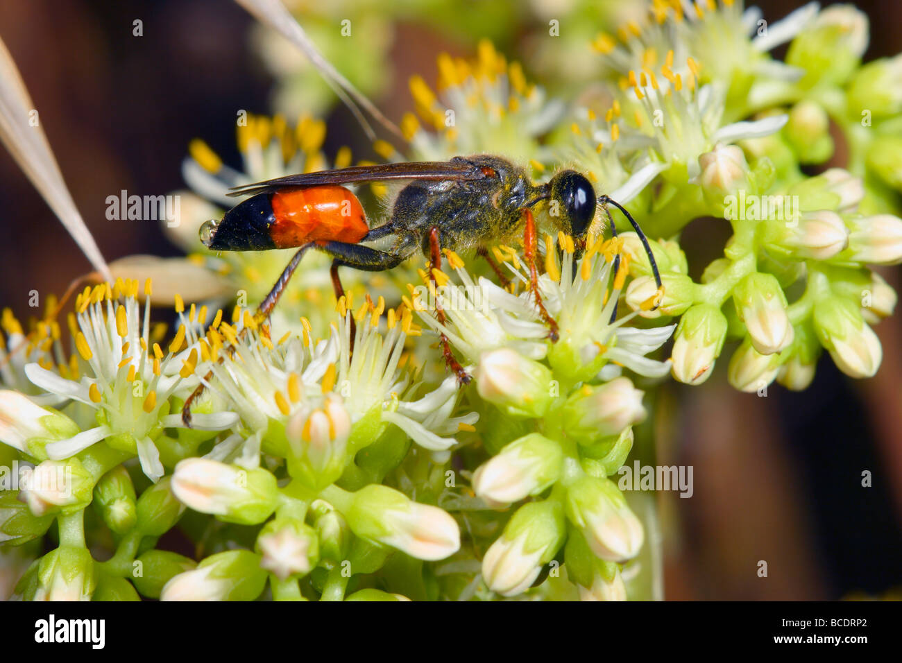Escavatore o sabbia Wasp, Sphex sp. La raccolta di nettare di fiori su Foto Stock