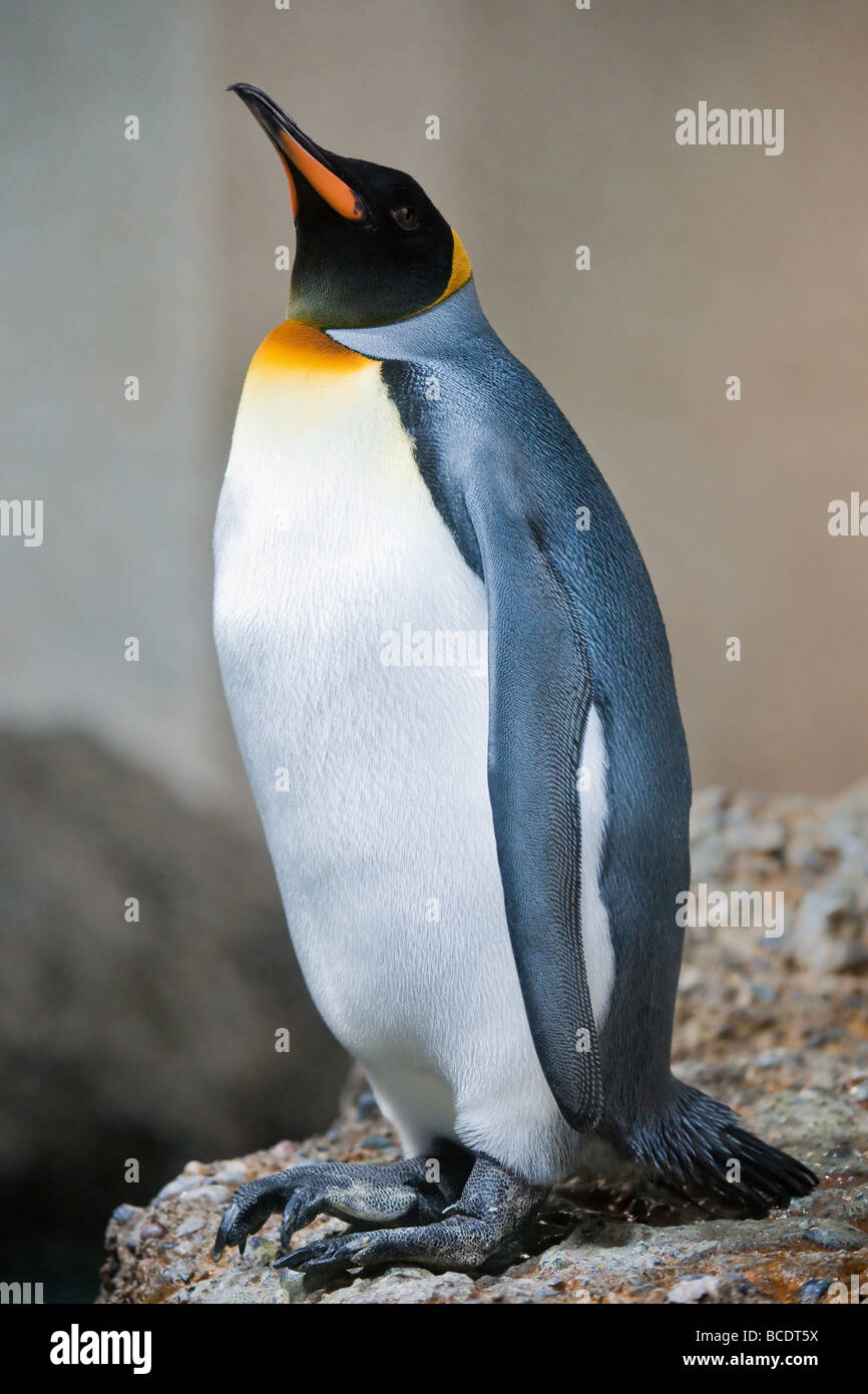Pinguini imperatore lat Aptenodytes forsteri in piedi su una roccia Foto Stock