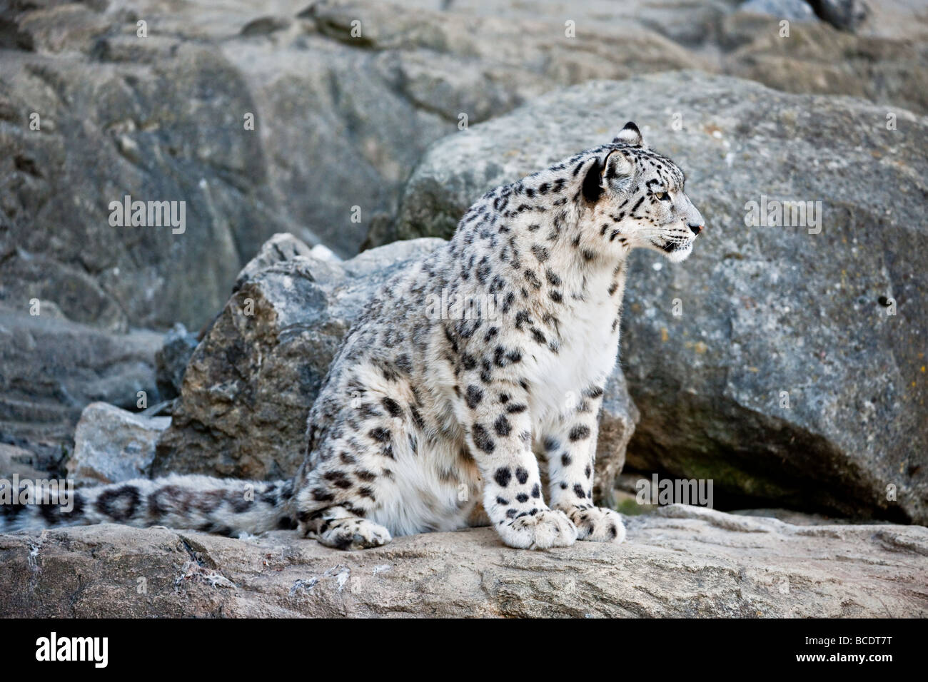 Snow Leopard (lat. Panthera uncia) seduto fra le rocce Foto Stock
