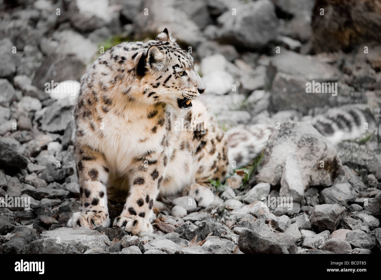 Snow Leopard lat Panthera uncia seduto fra le rocce Foto Stock