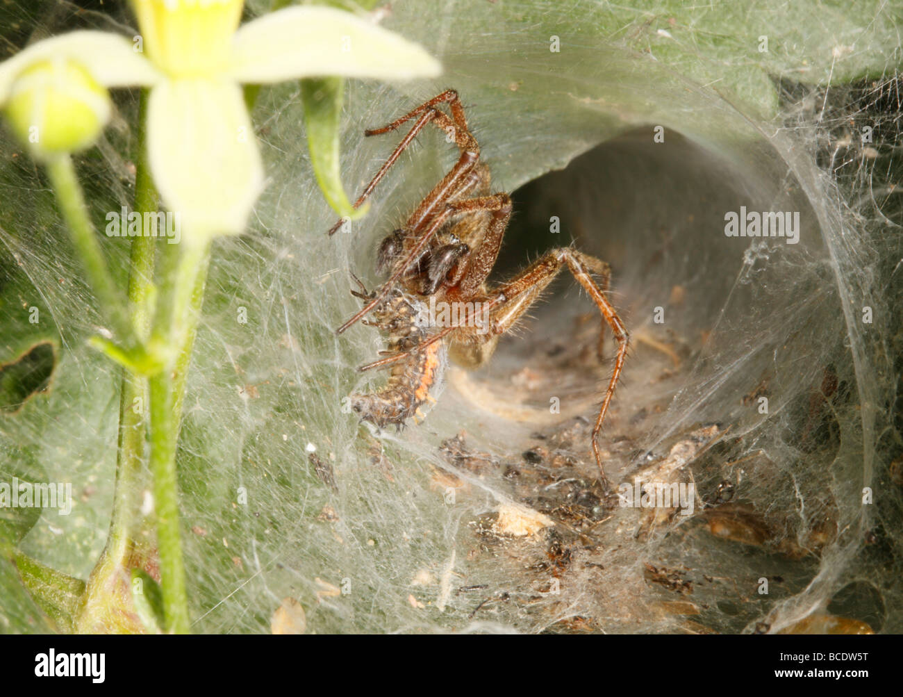 Labirinto Spider avvicinando una coccinella Larva intrappolata nel suo web Foto Stock