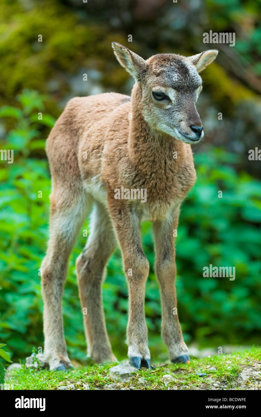 Giovani sika Deer Fawn lat Cervus nippon in piedi nel bosco Foto Stock