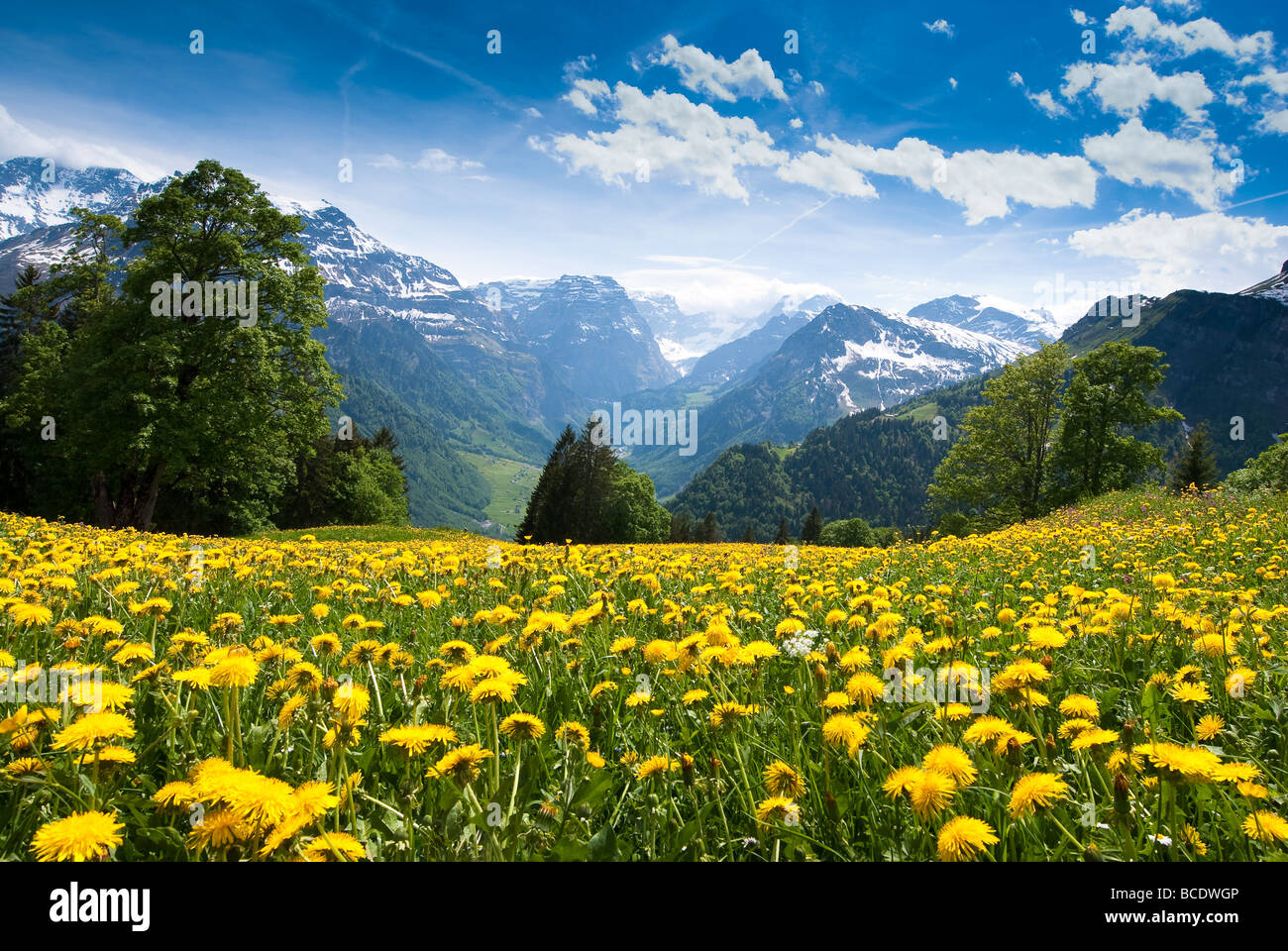 Vista panoramica da Braunwald svizzera con campo di fioritura di tarassaco in primavera Foto Stock