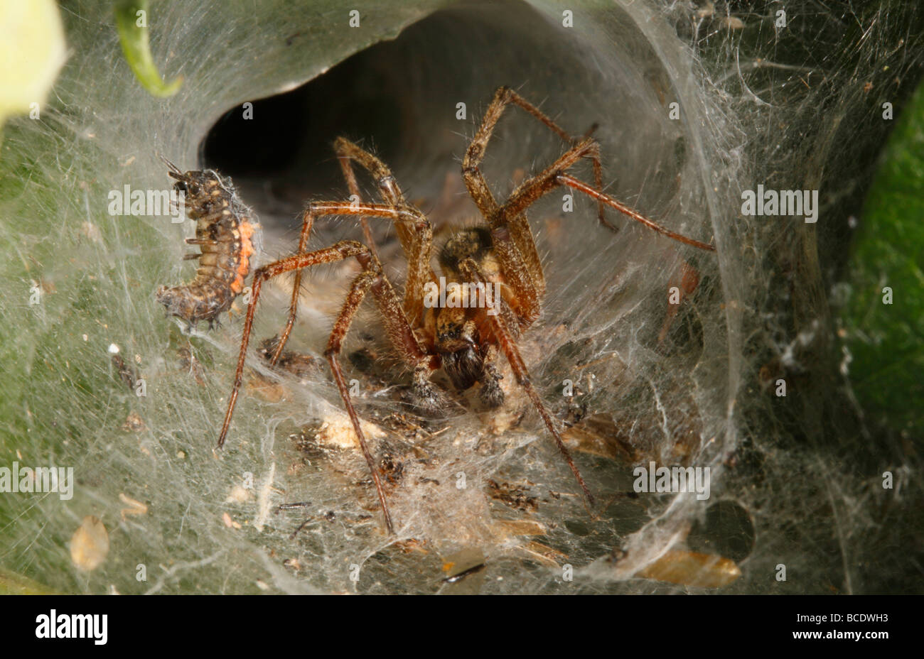Labirinto Spider avvicinando una coccinella Larva intrappolata nel suo web Foto Stock