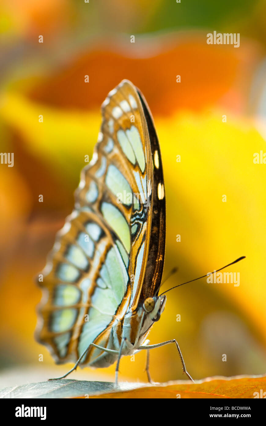 Malachite butterfly lat Siproeta stelenes con sfondo coloful Foto Stock