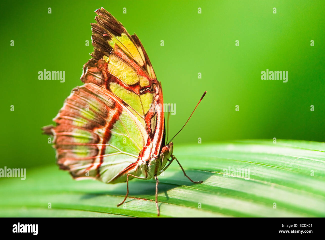 Malachite butterfly (lat Siproeta stelenes) su una foglia verde con sfondo blured Foto Stock