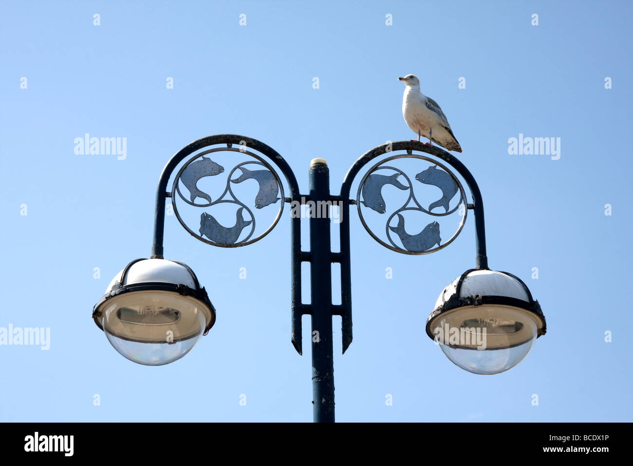 Seagull arroccato su luci di strada, Swanage Inghilterra Foto Stock