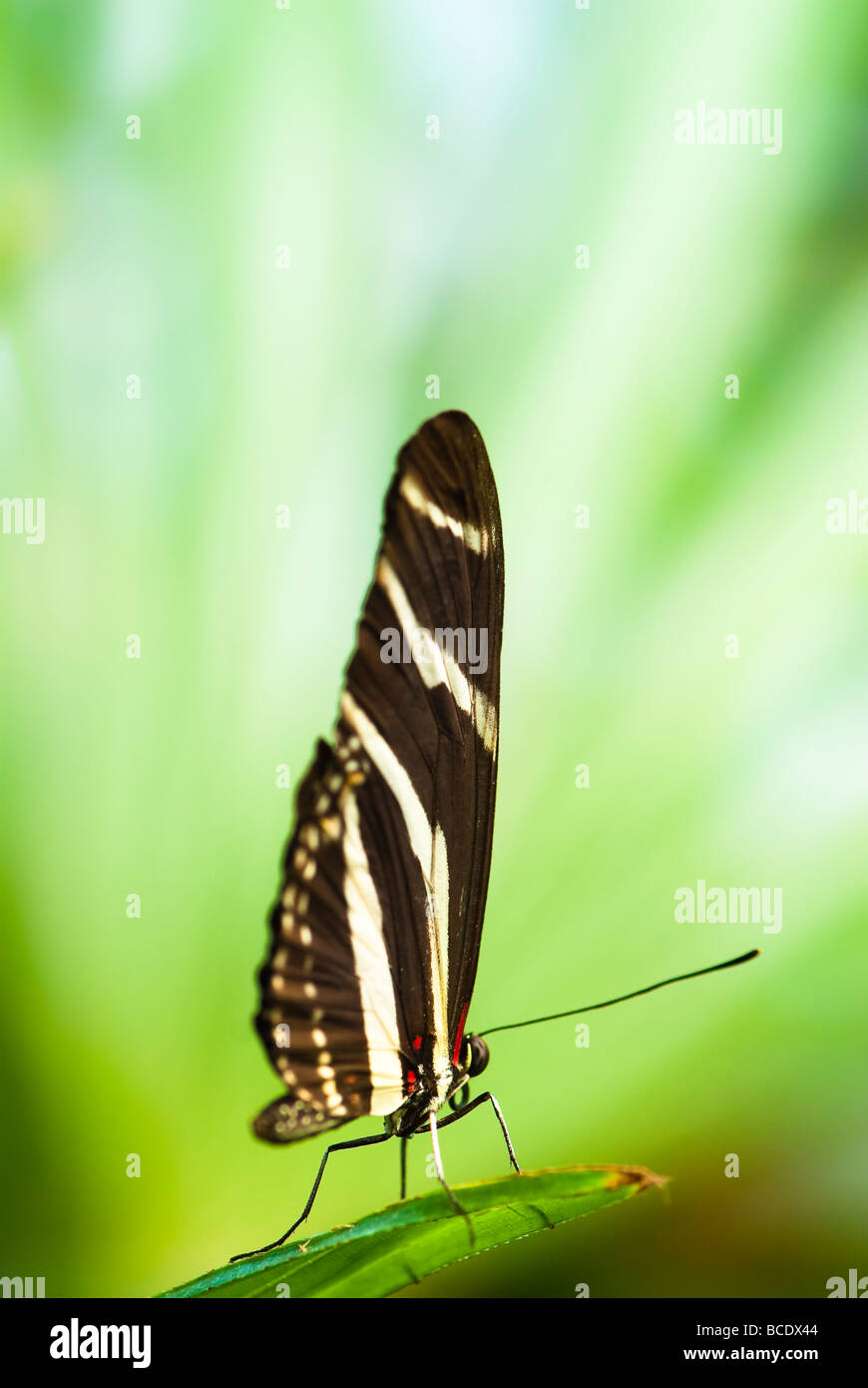 Zebra butterfly lat heliconius charitonius su una foglia verde con verde al di fuori della messa a fuoco lo sfondo Foto Stock