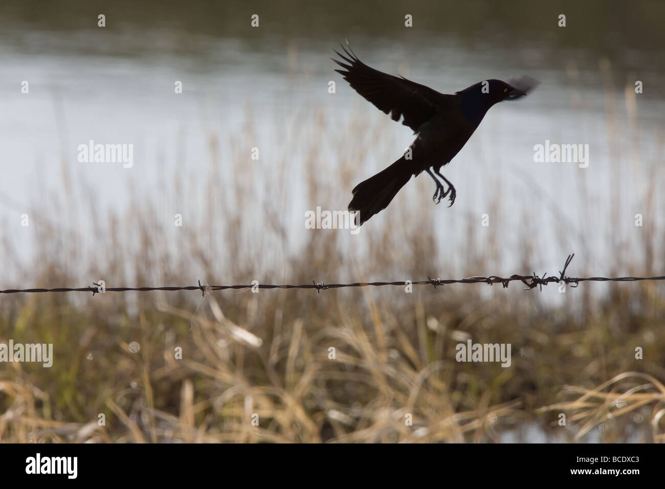 Grackle comune Blackbird Canada Foto Stock