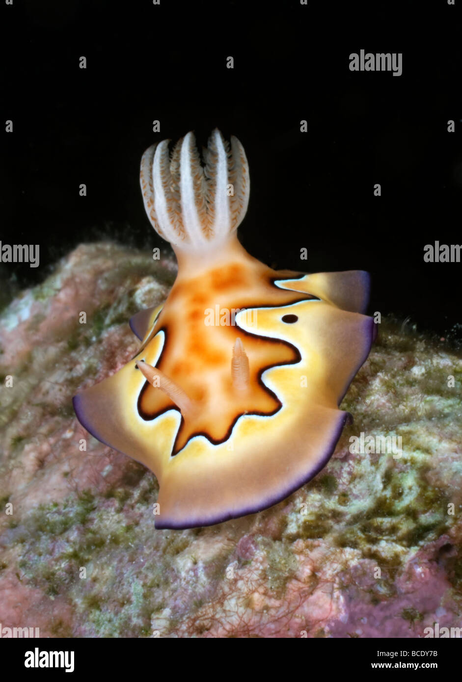 Un Chromodoris coi nudibranch scivola su di una scogliera di corallo in Flores mare vicino all isola di Komodo, Indonesia. Foto Stock