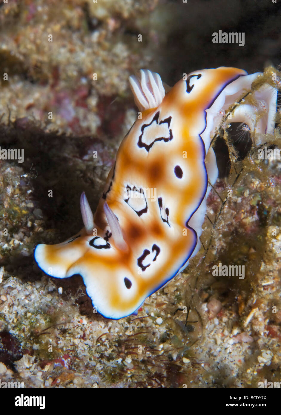 Un Chromodoris da Leopardo nudibranch scivola su di una scogliera di corallo in Flores mare vicino all isola di Komodo, Indonesia. Foto Stock