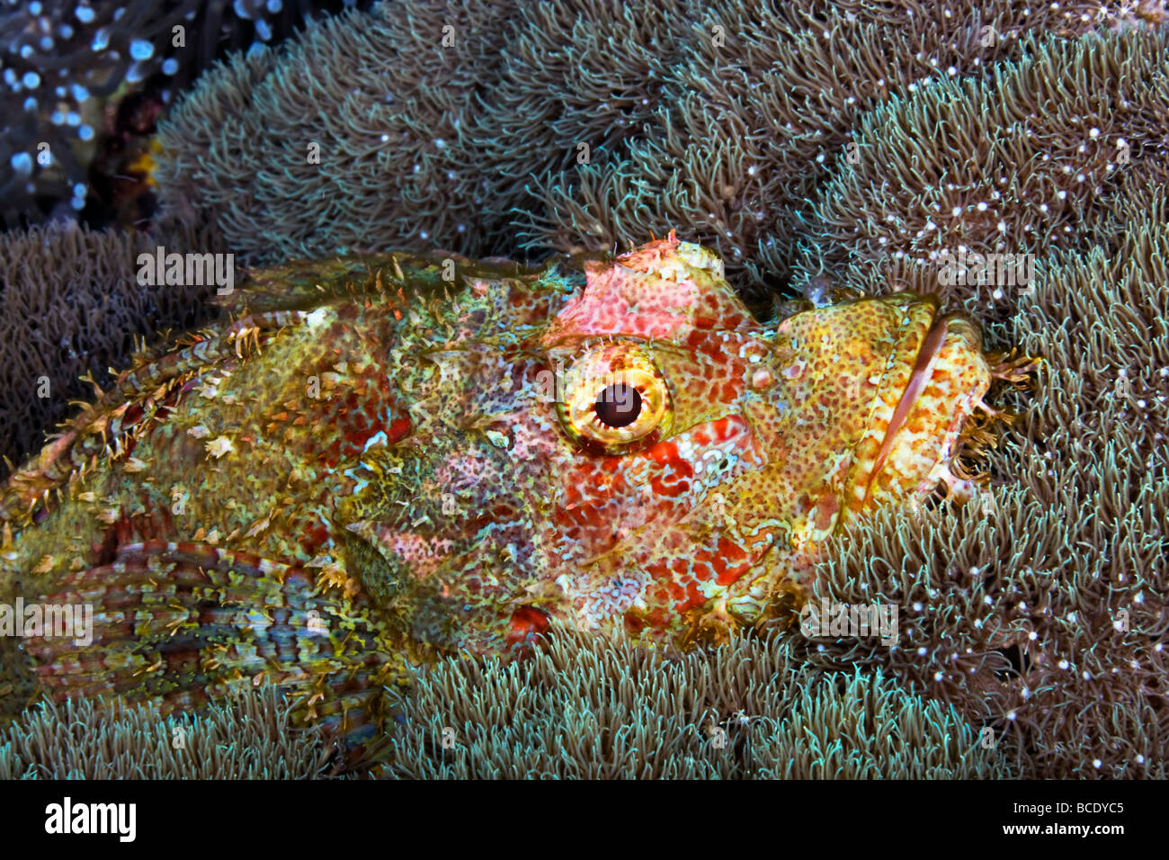 Un reef Scorfani si accoccola tra i coralli su una scogliera in Flores mare vicino all isola di Komodo, Indonesia. Foto Stock