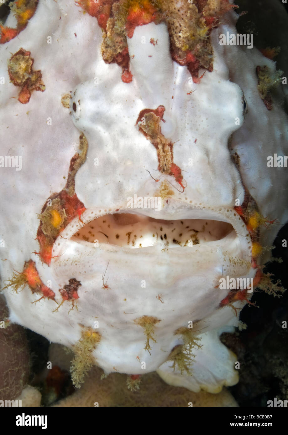 Ritratto di un dipinto di bianco di pesce rana su una barriera corallina in Flores mare vicino all isola di Komodo, Indonesia. Foto Stock