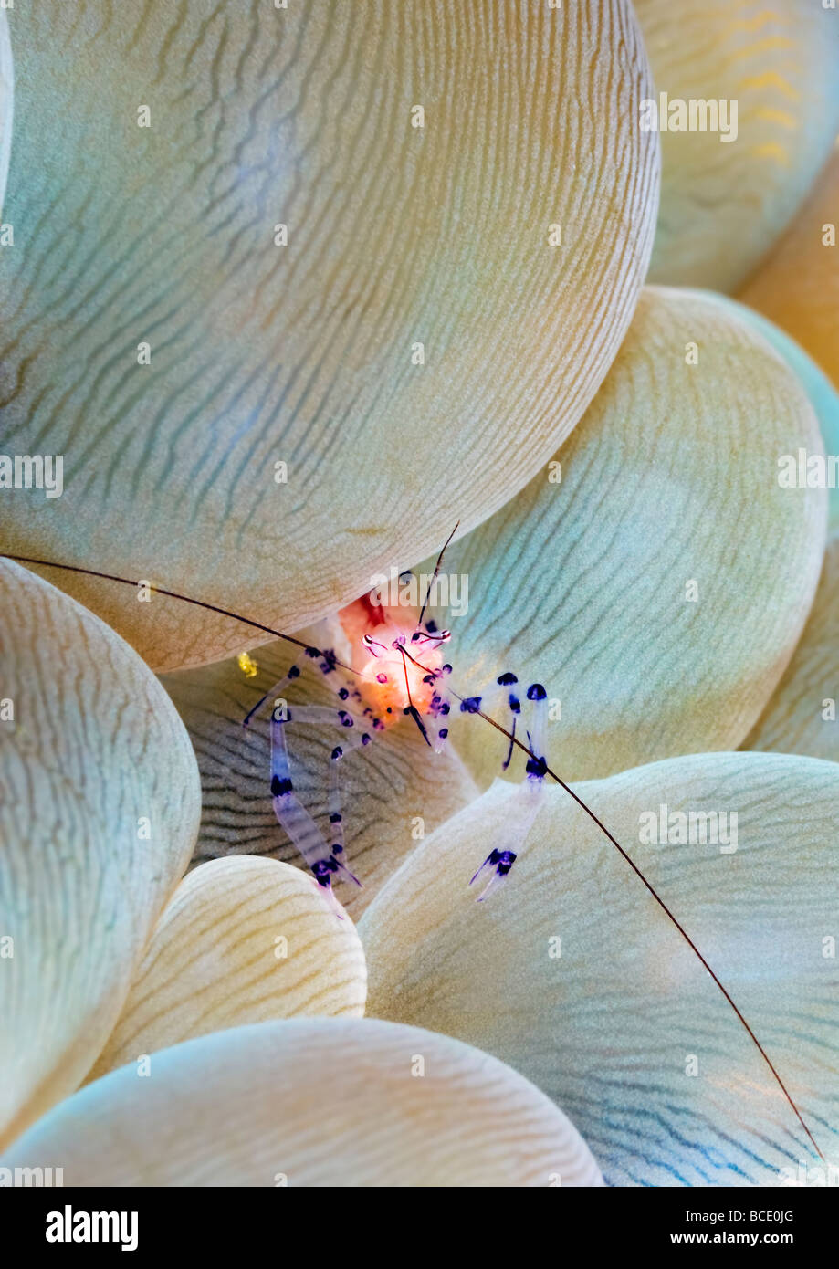 Un piccolo gamberetto commensale nasconde in bolla o uva corallo a una barriera corallina vicino all isola di Komodo nel mare di Flores, Indonesia. Foto Stock