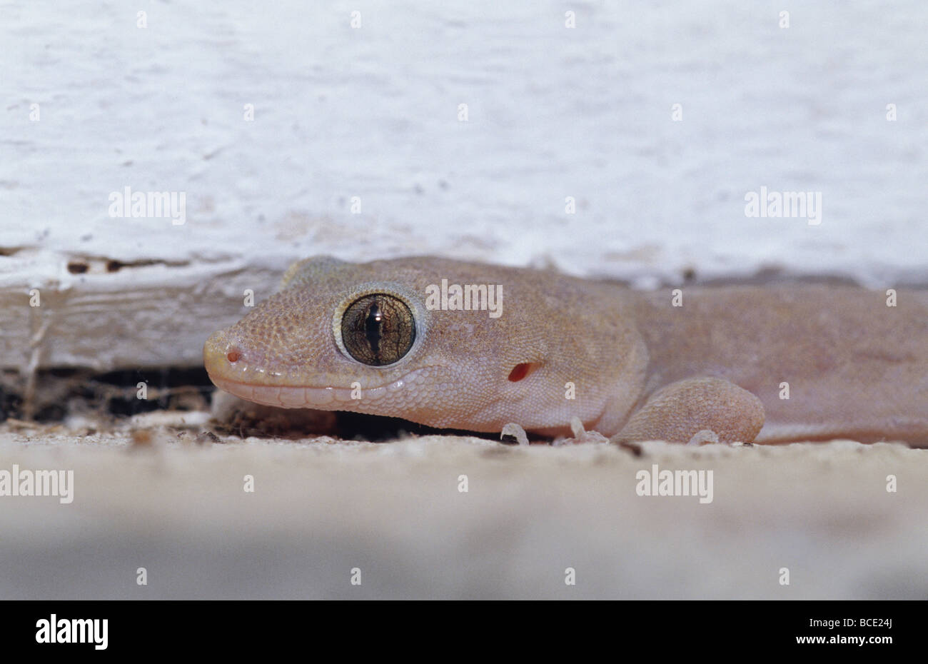 Un asiatico House Gecko, Hemidactylus frenatus, su un davanzale. Foto Stock