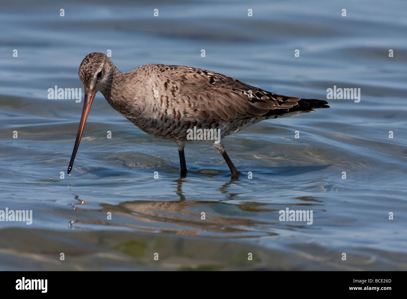 Hudsonian Godwit Limosa haemastica alimentazione lungo litorale a Rathtrevor Beach Parksville Isola di Vancouver BC nel Maggio Foto Stock