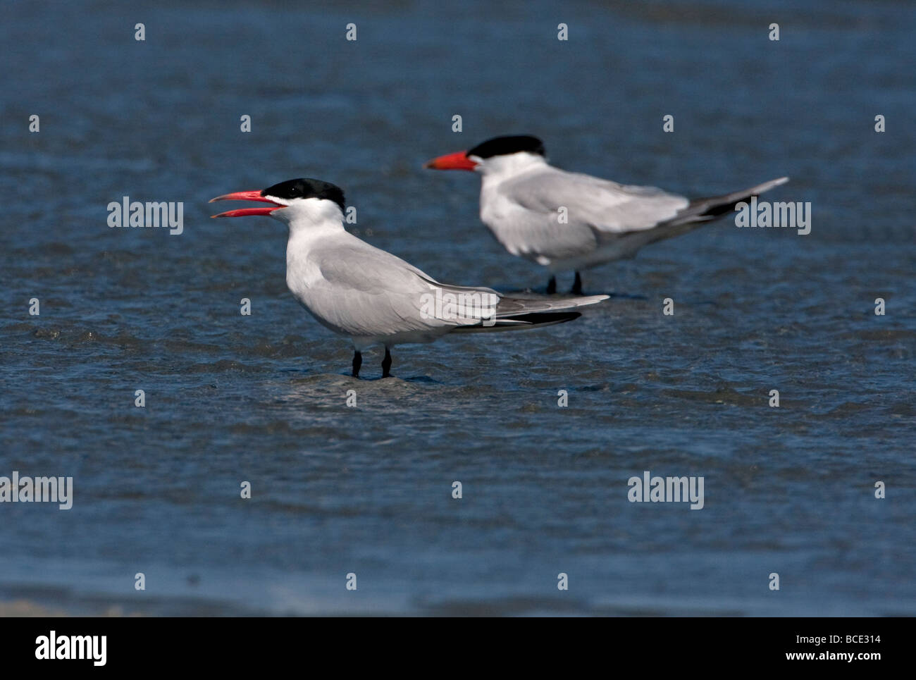 Caspian Tern Hydroprogne caspia, due sulla riva del mare a Rathtrevor Beach L'Isola di Vancouver BC nel Maggio Foto Stock