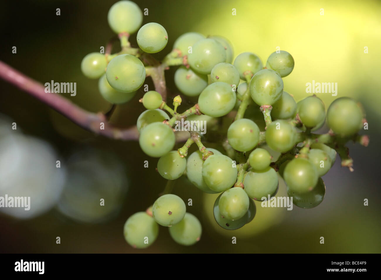 Champagne fresco di uva sulla vite. Foto Stock