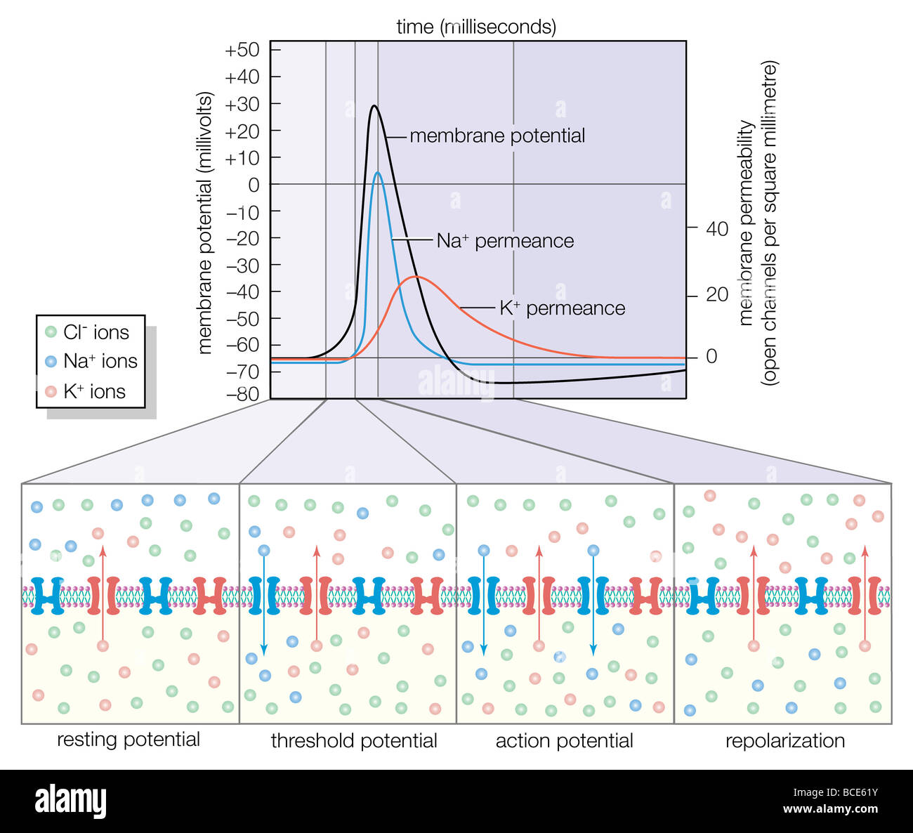 Cambiamenti di ion permeance sottostante il potenziale d'azione. Foto Stock
