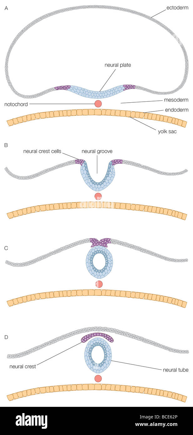 Una sezione trasversale del disco embrionale, mostrante la formazione del tubo neurale. Foto Stock