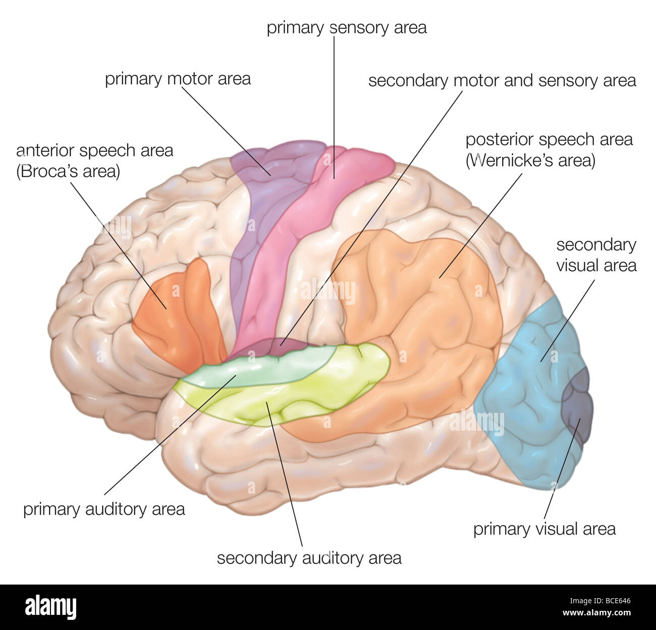 Speech brain. Broca's area Wernicke's area. Broca s area and Wernicke s area. Зона Вернике. Зона Брока и Вернике.