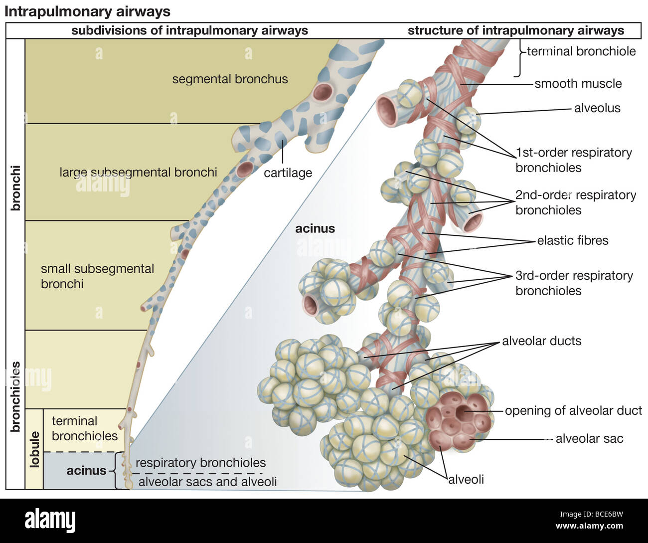 Le suddivisioni e struttura della umano airways intrapolmonare. Foto Stock