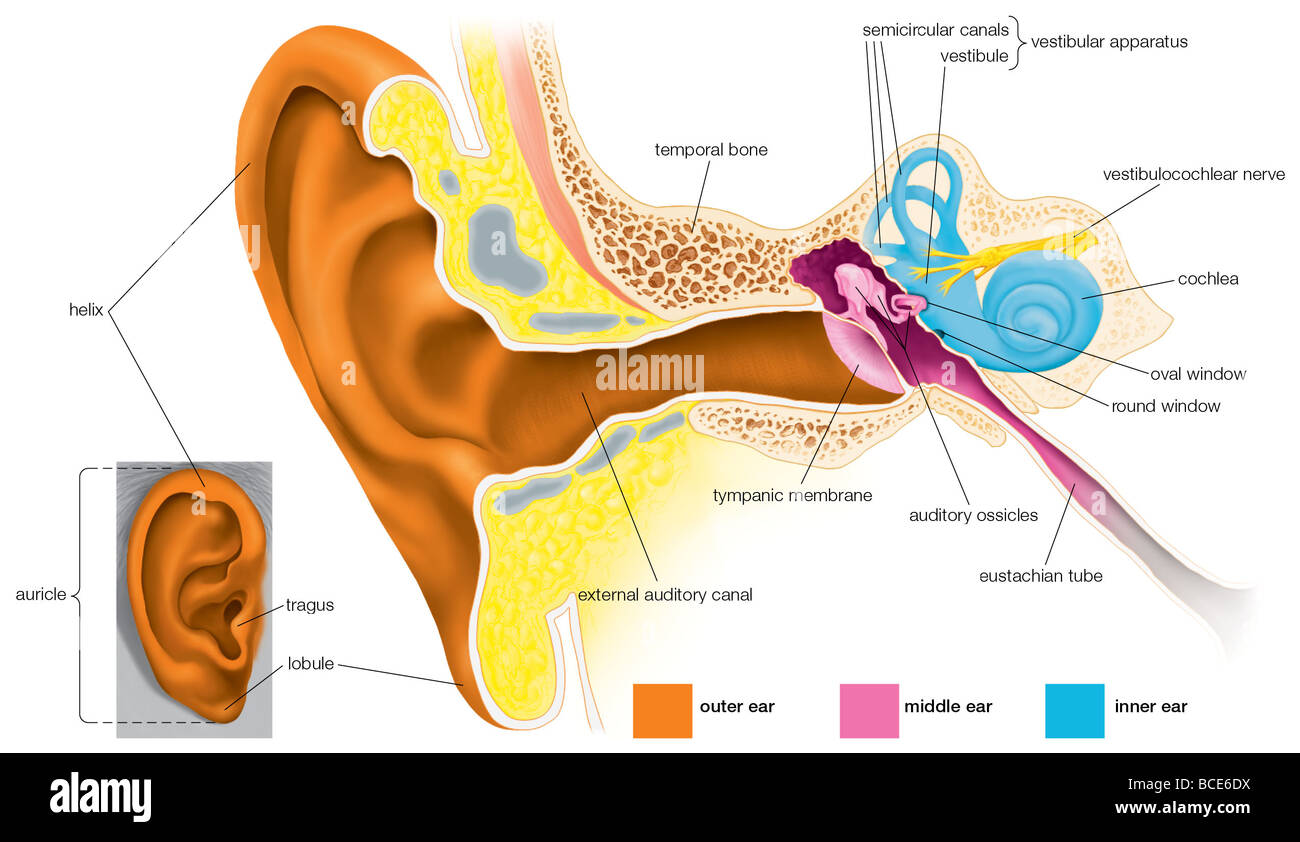 Struttura dell'orecchio umano. Foto Stock